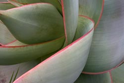 aloe striata thumbnail graphic